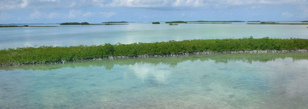 Skinny water and mangroves Saddlebunch Keys