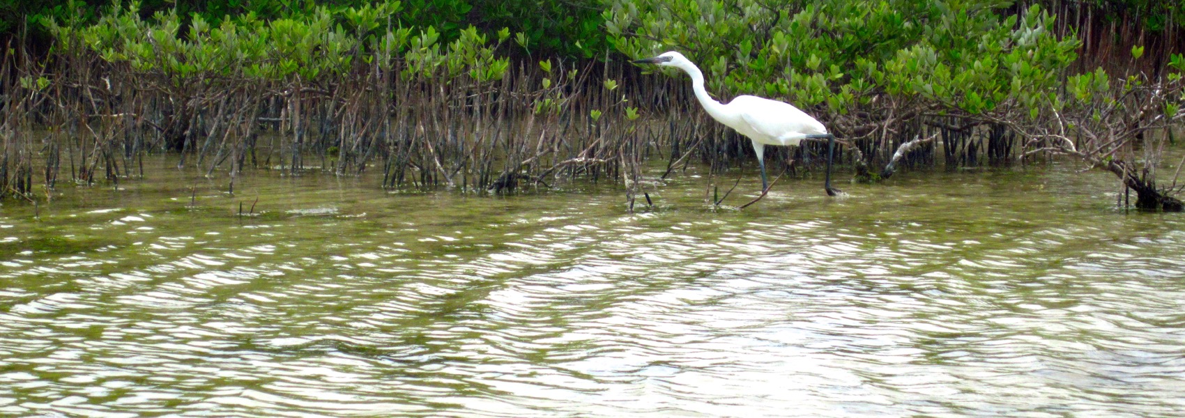 Great egret off of Big Pine Key