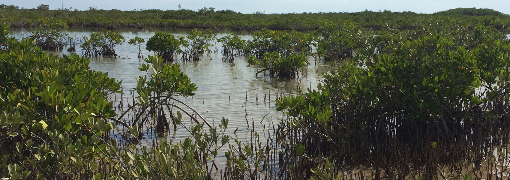 Mangroves off of Blimp Road, Cudjoe Key